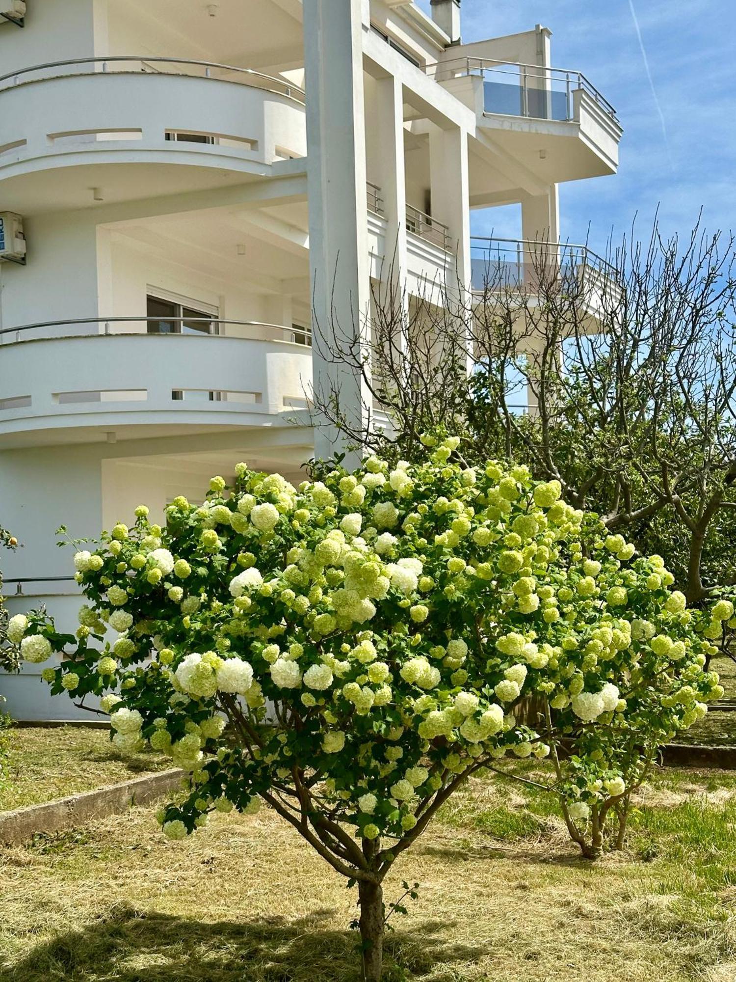 Le Domaine Green Paradise Ulcinj Exteriér fotografie