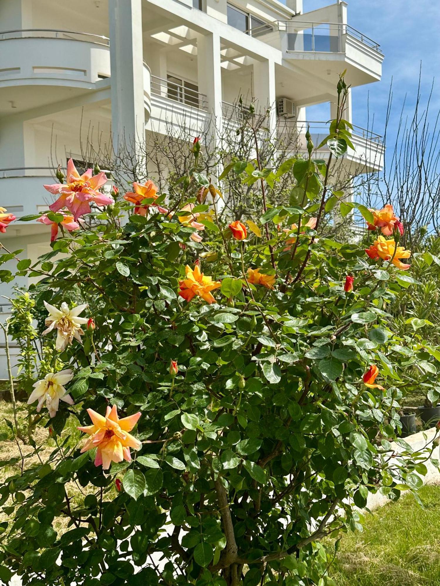 Le Domaine Green Paradise Ulcinj Exteriér fotografie